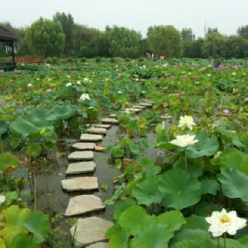 泗洪洪泽湖湿地公园_泗洪湿地公园门票收入(3)