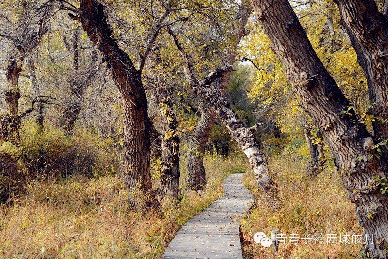 美丽家乡的美丽一隅-新疆尼勒克古杨湿地