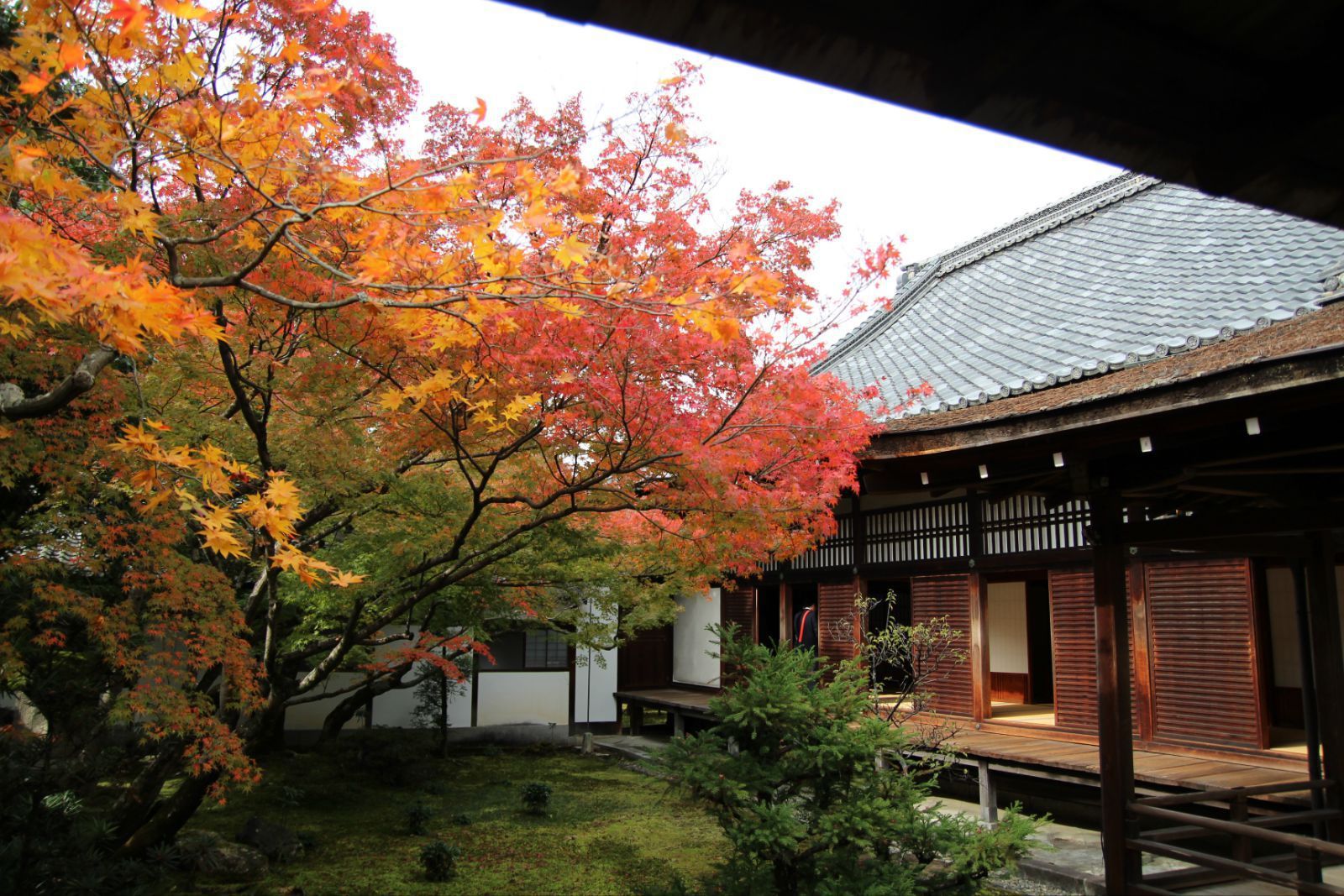 関西赏枫の旅 - 大阪京都奈良