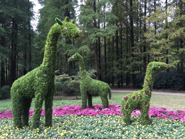 南京中山植物园菊花展抢先看