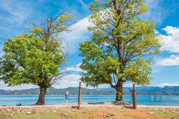 泸沽湖格姆女神山索道 尼赛村最为有名的当属这两棵情人树,尼赛村的