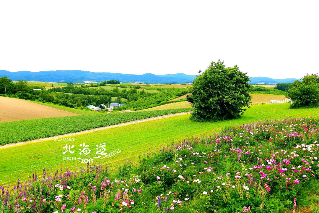 遇见北海道的夏天—富良野,美瑛