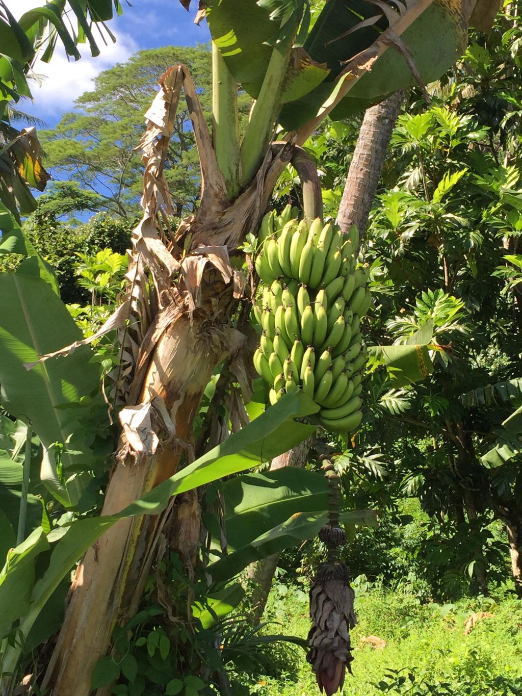 香蕉 香蕉树 自然 - Pixabay上的免费照片 - Pixabay