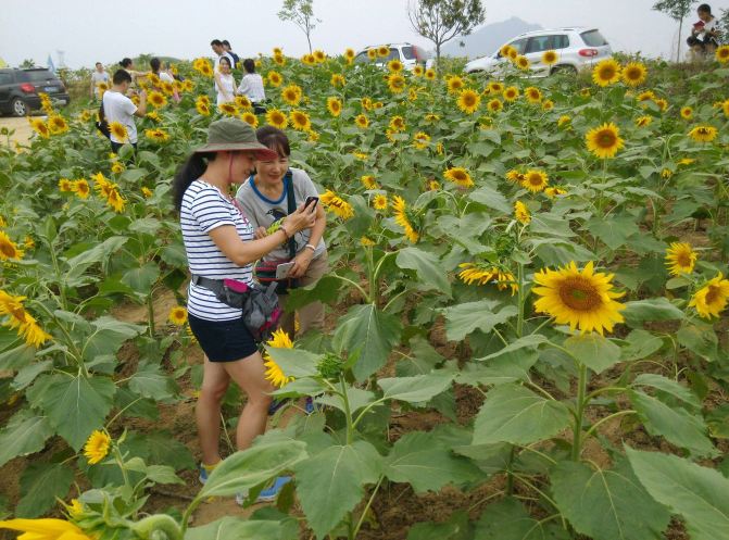 朴实无华独自芳 一片丹心永向阳--2015年抗战