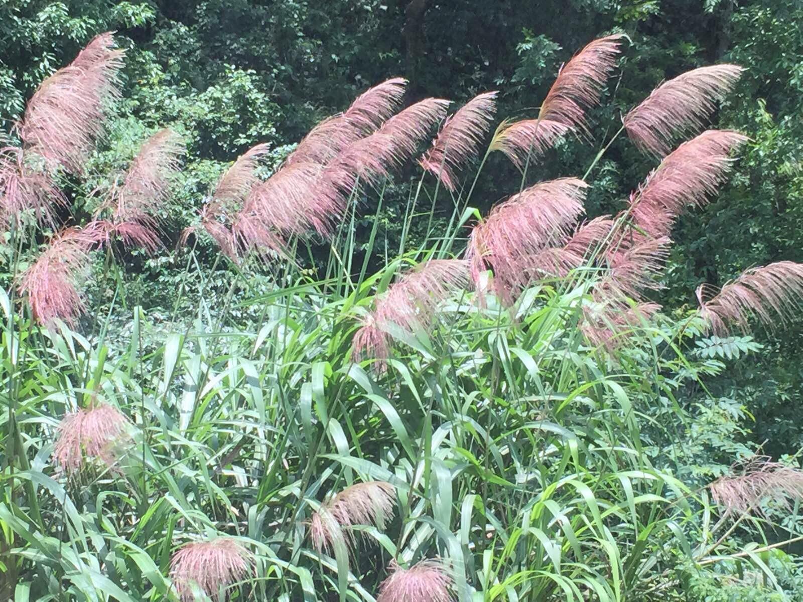 小时候常见的红茅草,20年后再看到,兴奋之余还有亲切感. 龙脊梯田