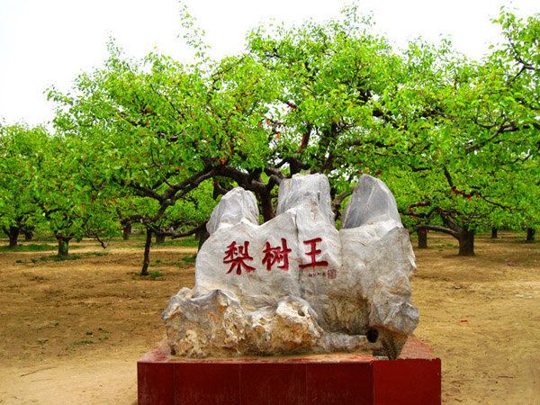骑行安徽砀山2日1晚黄河古道+湿地骑行