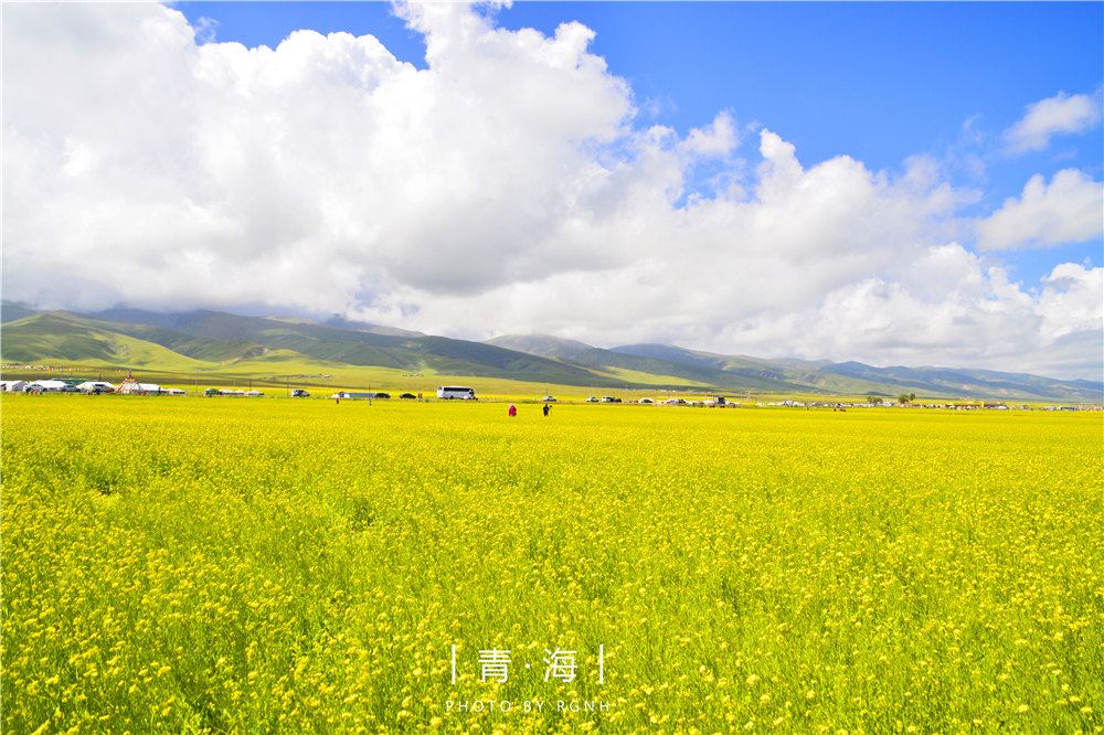 tips:和其他地方不同的是青海油菜花,从6月下旬陆续开放,最佳花期是7