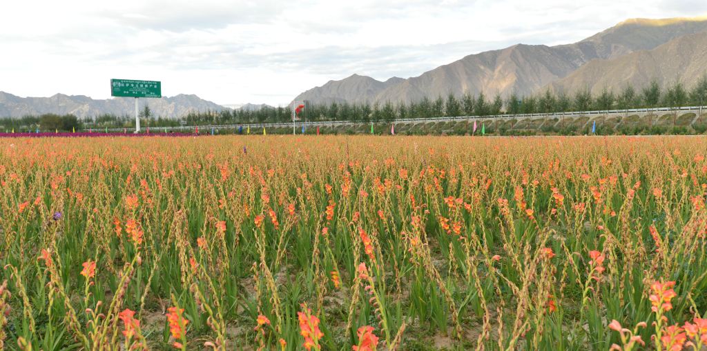 藏药种殖基地