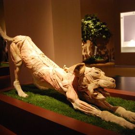 香港MAG环球3D魔幻馆(亚洲巡展成都站)门票