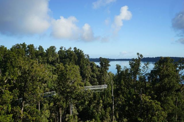 west coast treetop walk