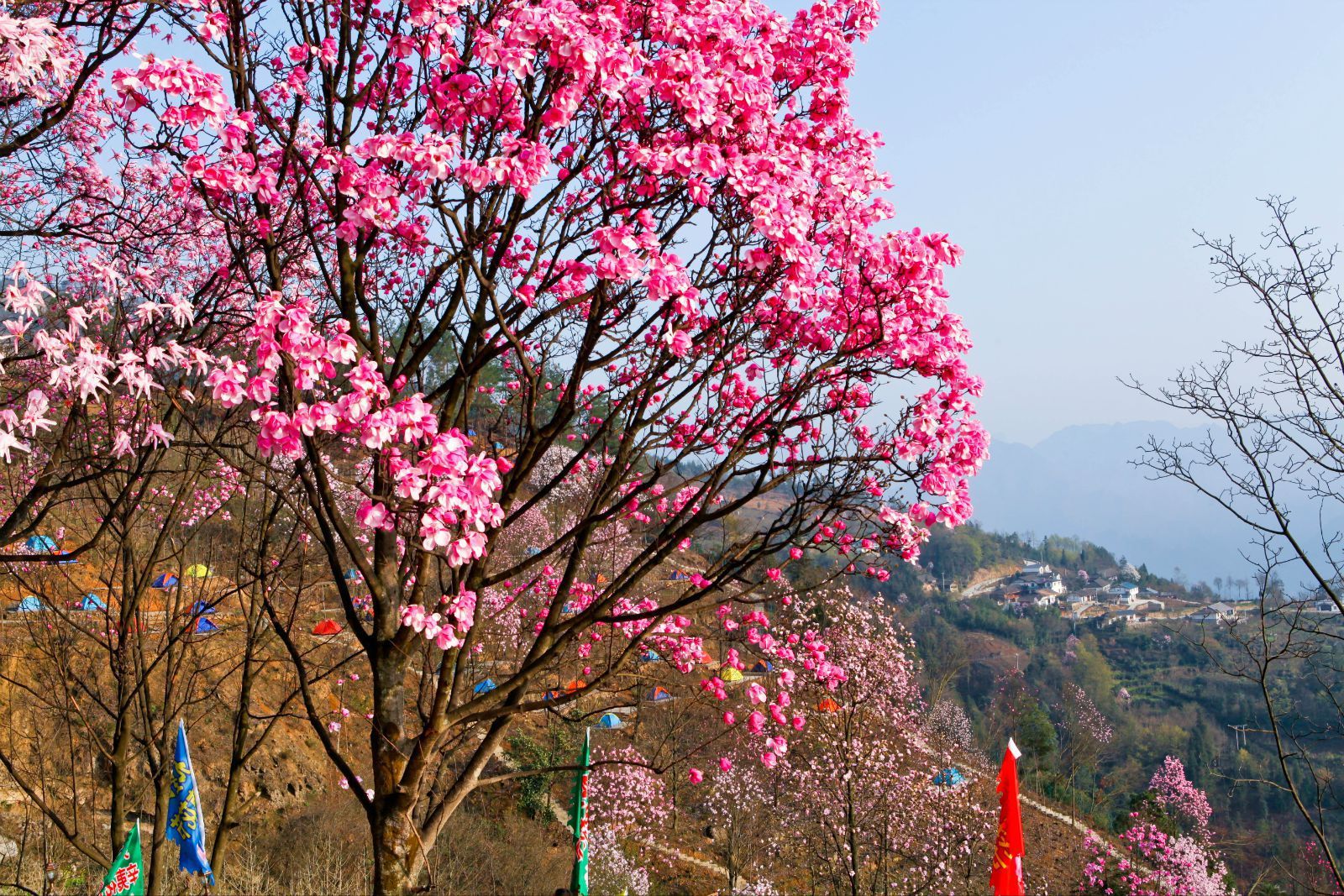 九皇山花溪景辛夷花 九皇山花溪景