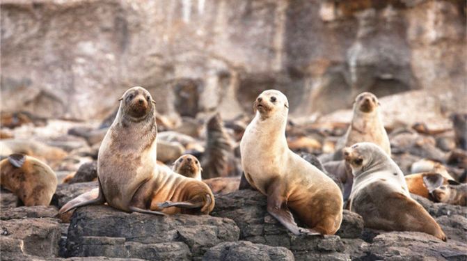 魅力墨尔本三日游(菲利普企鹅岛、大洋路、十