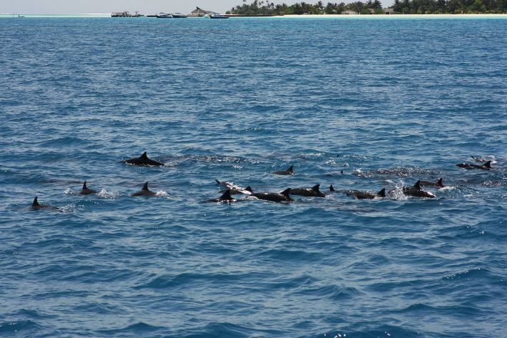 4月游马尔代夫,金杜马岛6日浪漫自由行,海边看