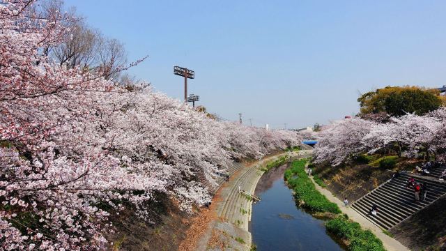 4分(12条点评 19 山崎川沿岸是日本名古屋的赏樱名胜,在樱花开放的