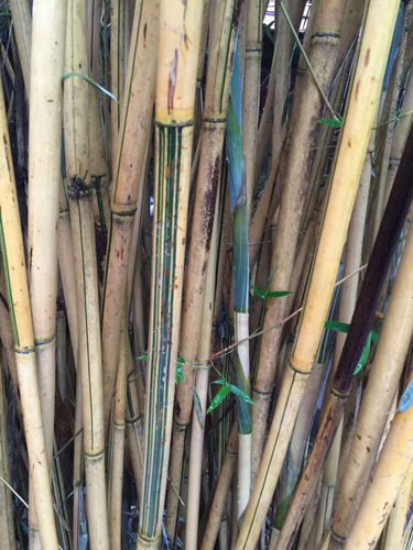 阆中古城值得一去之二 - 南充游记攻略