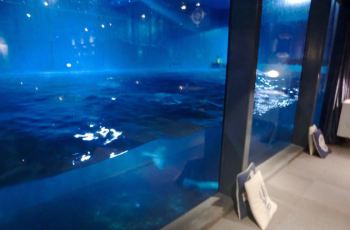 【携程攻略】大连鲸美术馆门票,大连鲸美术馆