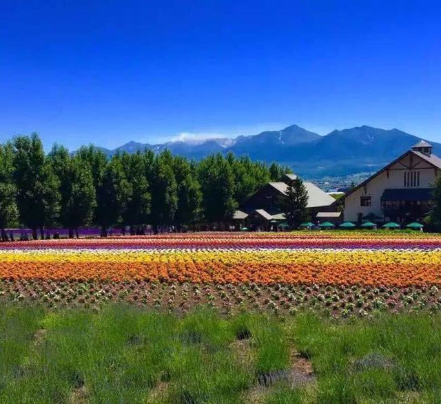 富田农场 富良野