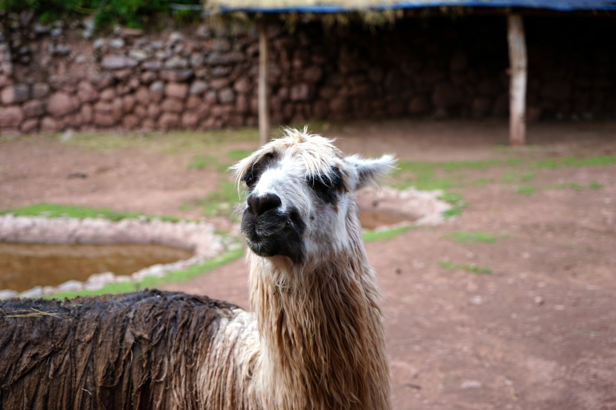 其实,这才是最多见的羊驼,也是一般给人吃的llama sacred valley