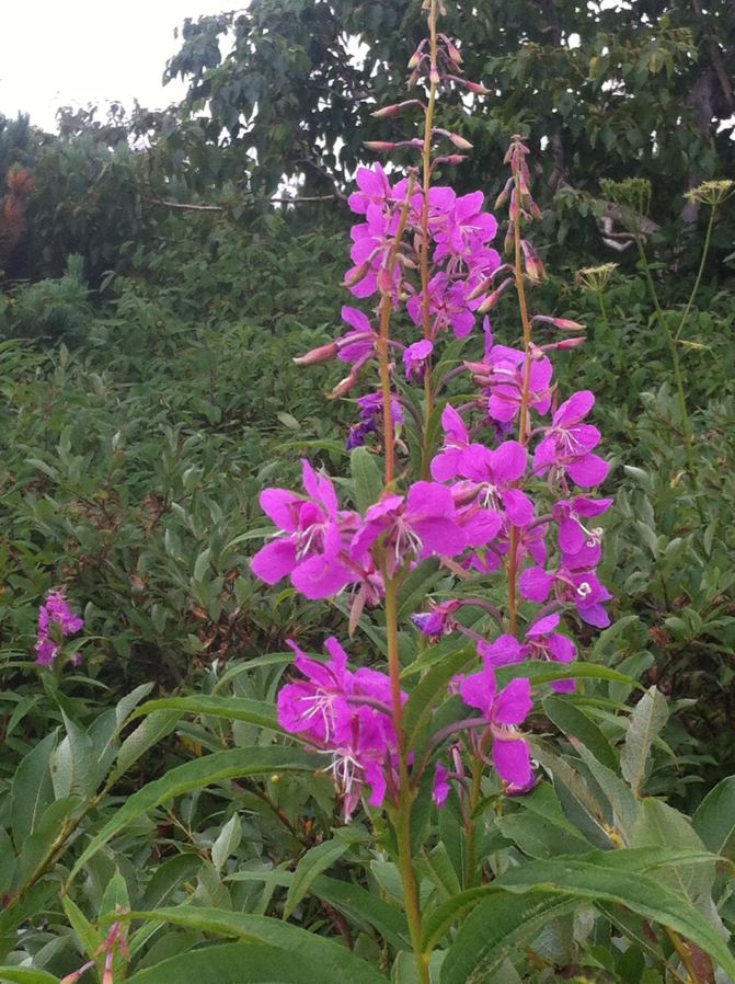 2014年哈尔滨周边自驾游--五常凤凰山 - 五常游