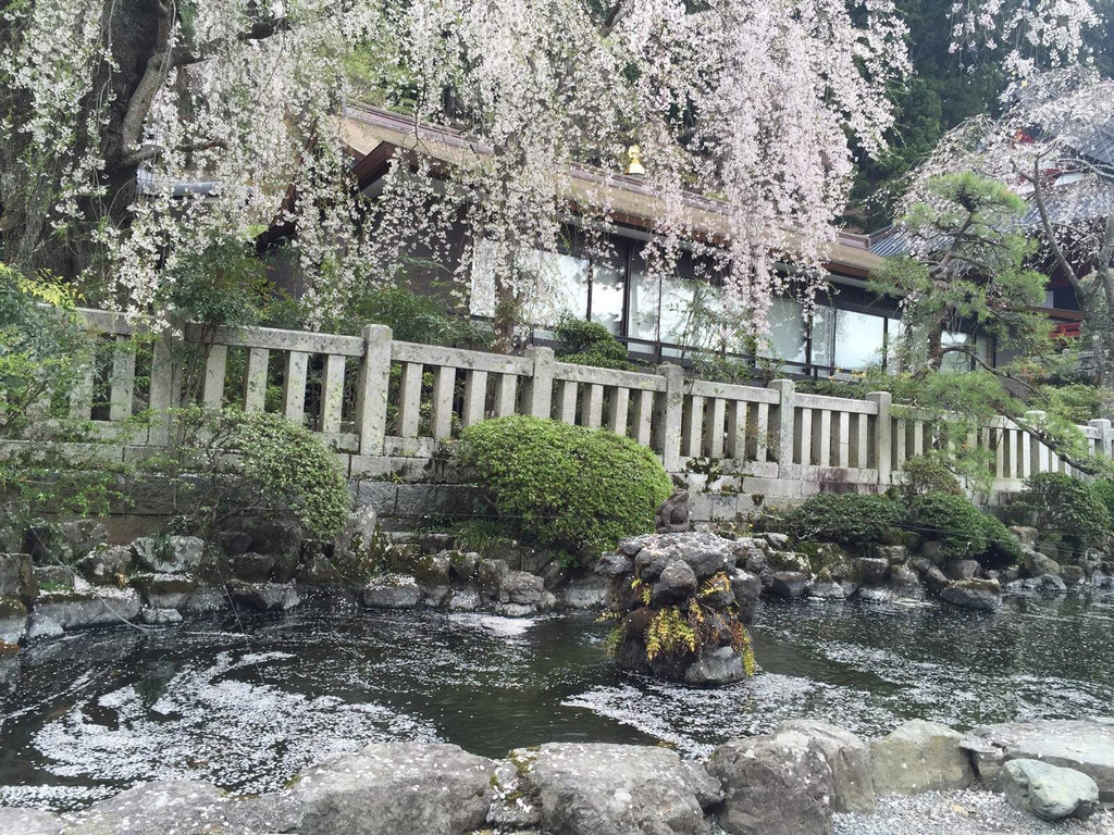 伊豆箱根天城高原之旅     来了日本好多年 还是