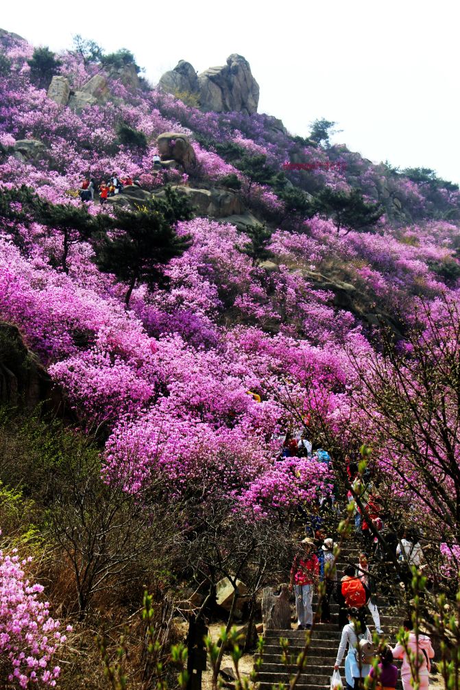 青岛#心动春之旅#大珠山杜鹃花正在盛开怒放之中