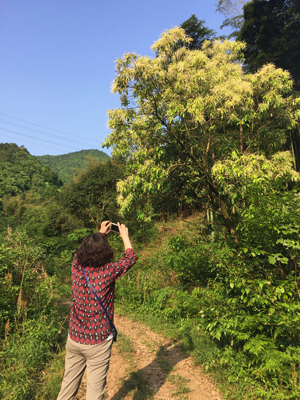 在路上(二,云雾缭绕的"皖南天路"桃岭公路,荆州公