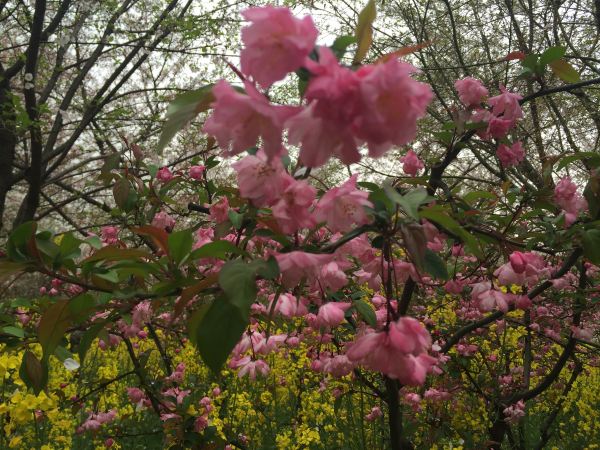 无锡婺源黄山桂林往返十日自助游,追寻春天的2月扬州阳朔自由行攻略图片
