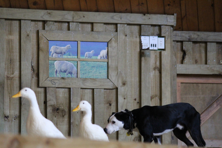 新西兰南北岛12天跟团精华游(下) - 奥克兰游记