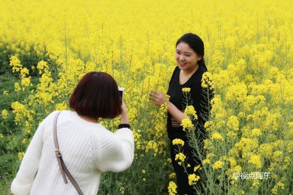 2016汉中油菜花节启幕 3条精品线路供游客选择(组图)