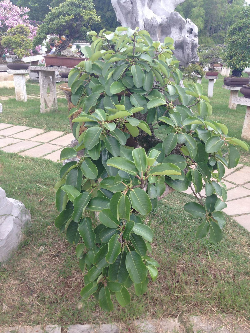 黄果树