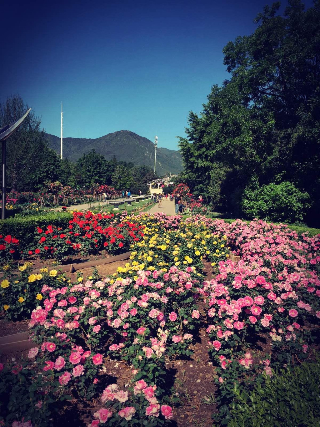 植物园月季园