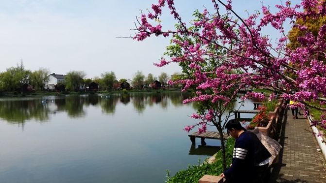 心动春之旅#世外桃源—浙北桃花岛