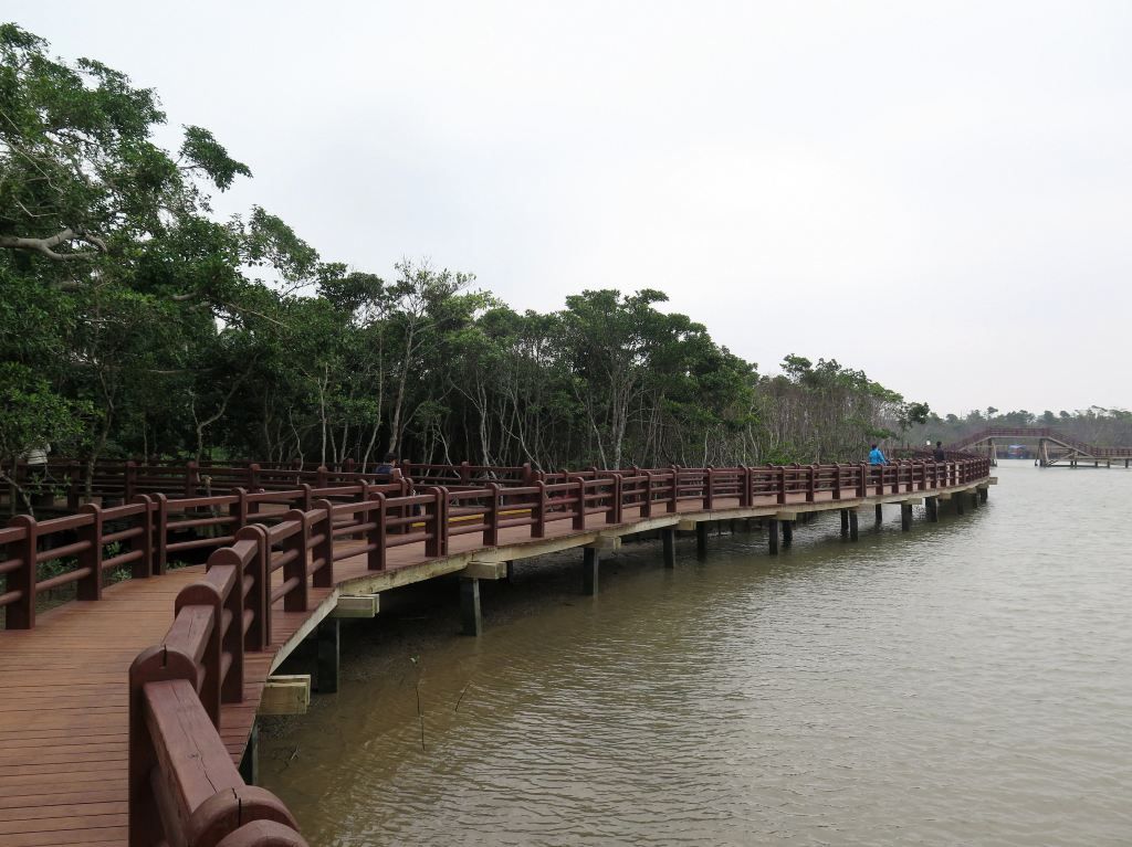 景区修建了一条长长的木栈道,沿栈道而行即可近距离观赏红树林.