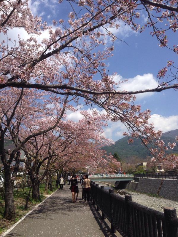 自驾游世界之日本中部名古屋-下吕-高山-上高地-松本-富士山 5日樱花