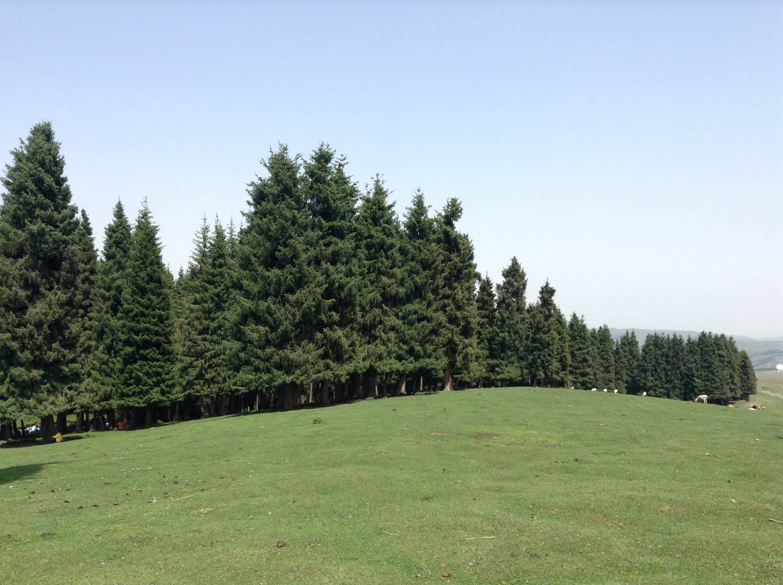 松树林 天山牧场