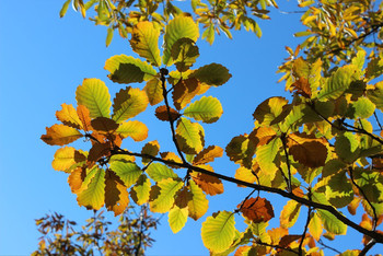 霾里偷晴去盘山(2) - 盘山游记攻略【携程攻略】