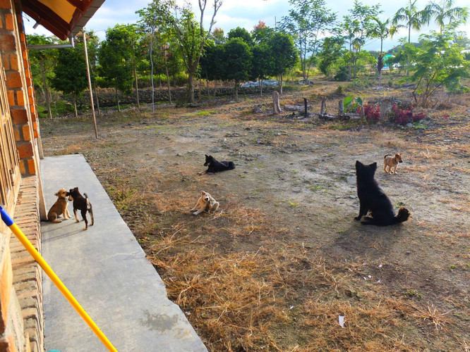夏夜,梦诗-印尼多巴湖,诗地加兰 - Samosir游记