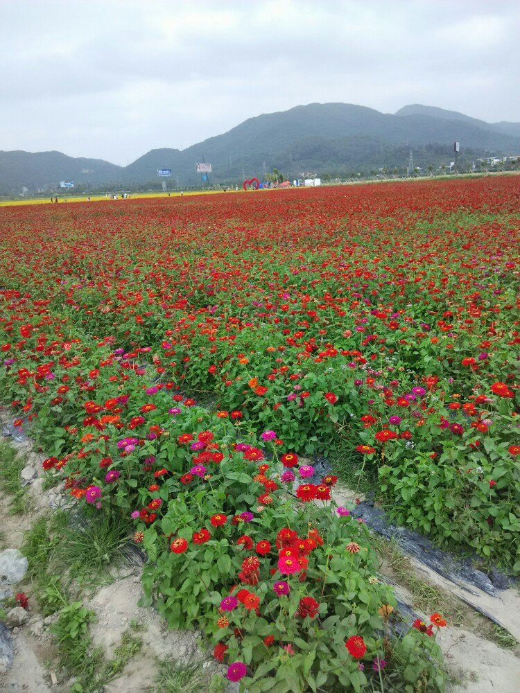 花海 三亚游记攻略【携程攻略】