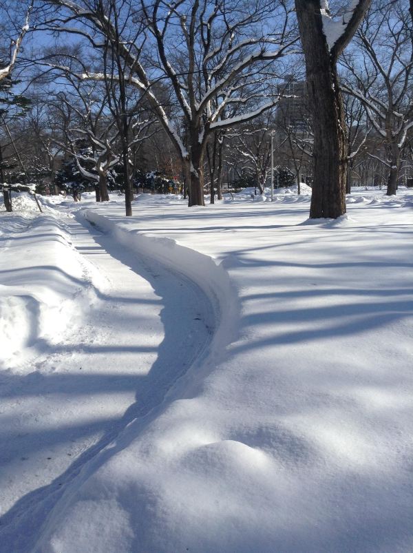 阳光灿烂,地面上已经积雪啦,第一次看到这么厚的雪,超级激动了一下.