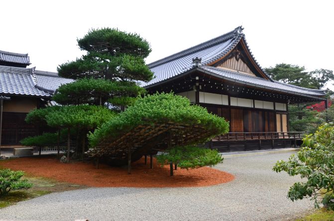 秋枫红似火,游客满京都(5)金阁寺、二条城、新