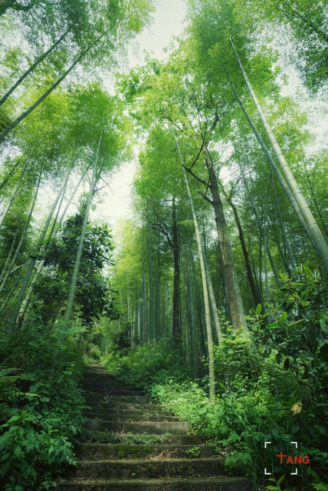 在竹林深处的古镇世界里a古镇一夏-南昌攻略游记v古镇攻略童话图片