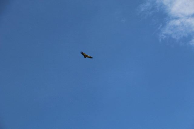 天空翱翔的雄鹰