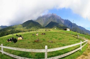 【携程攻略】亚庇Desa奶牛农场交通路线,怎么