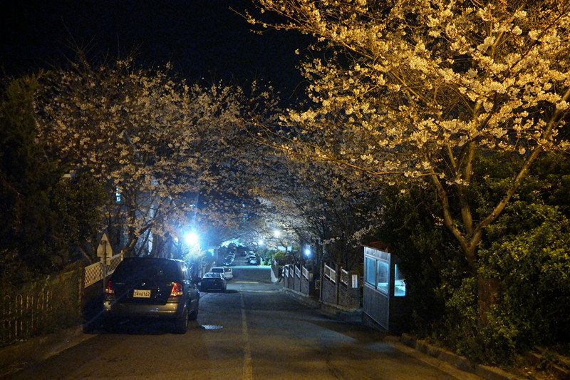 韩国庆南,满城樱花,下次想带妈妈来走我走过的风景