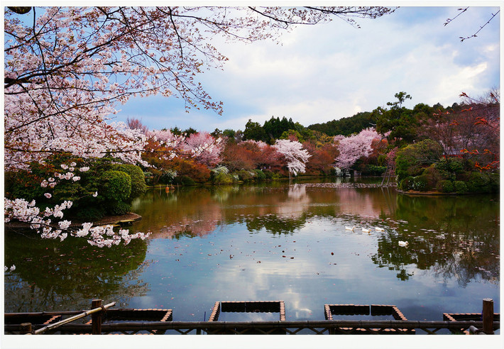 霓虹国物语----樱开樱落的淡淡风情(1) - 日本游记攻略【携程攻略】