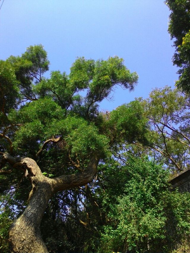 欎欎葱葱的相思木.