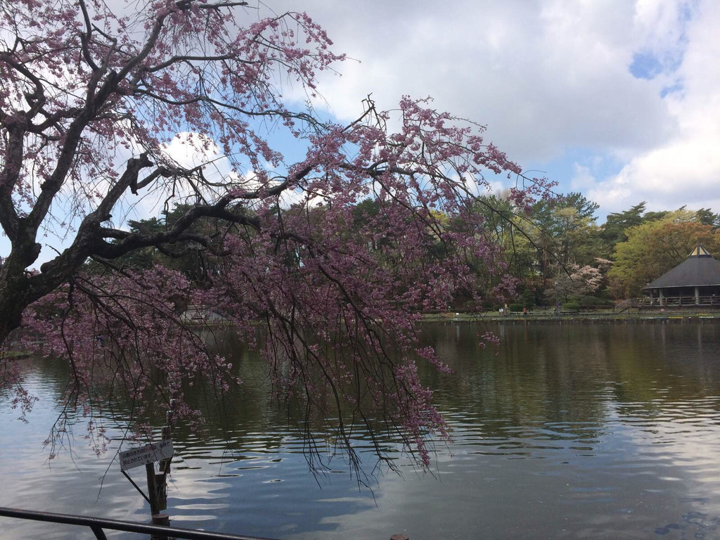 お花见 千叶公园