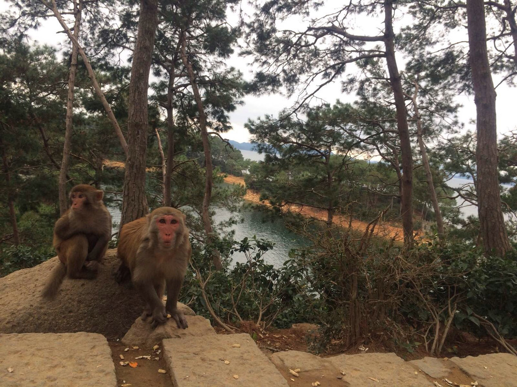 千岛湖猴岛                                