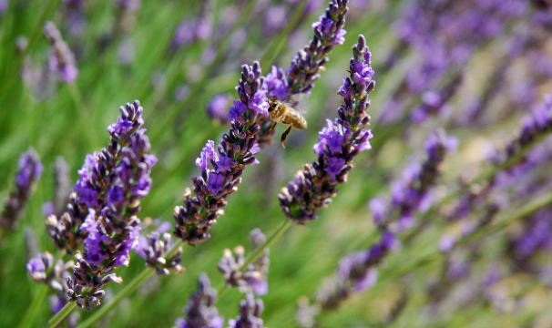 普罗旺斯gdp_普罗旺斯薰衣草