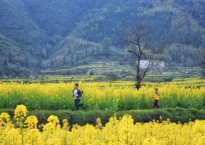 只需一个周末,拥有一整片花海~三月去婺源吧!